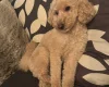Toy Poodle