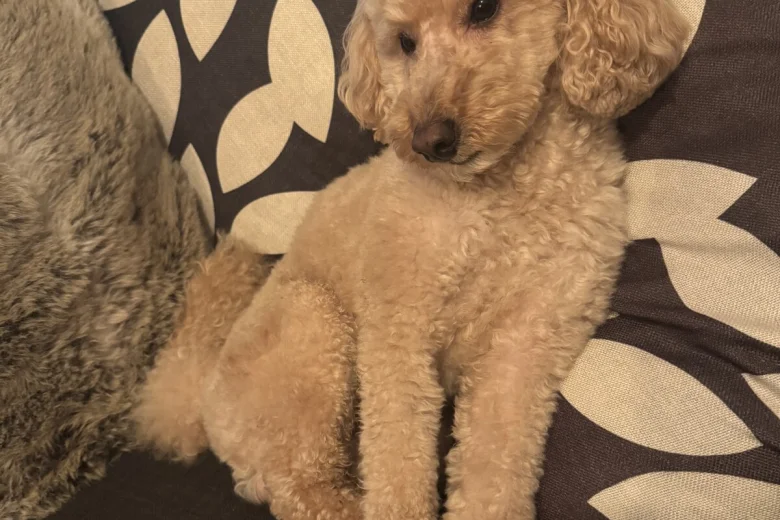 Toy Poodle