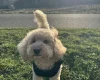 Toy Poodle
