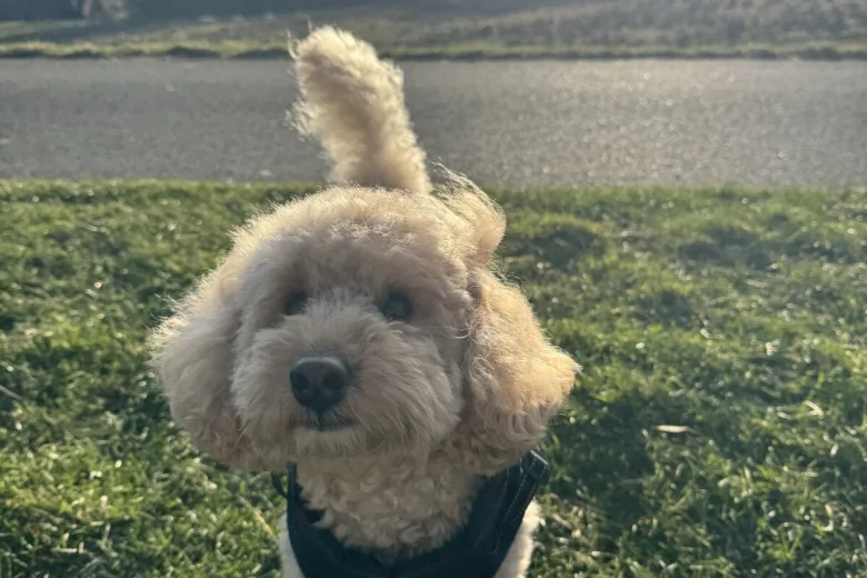 Toy Poodle