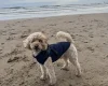 Toy Poodle