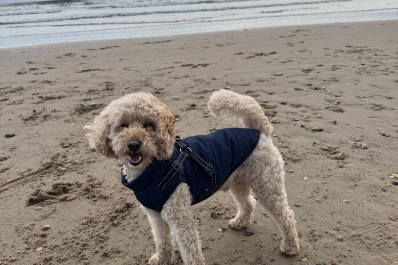 Toy Poodle