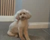 Toy Poodle