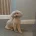 Toy Poodle