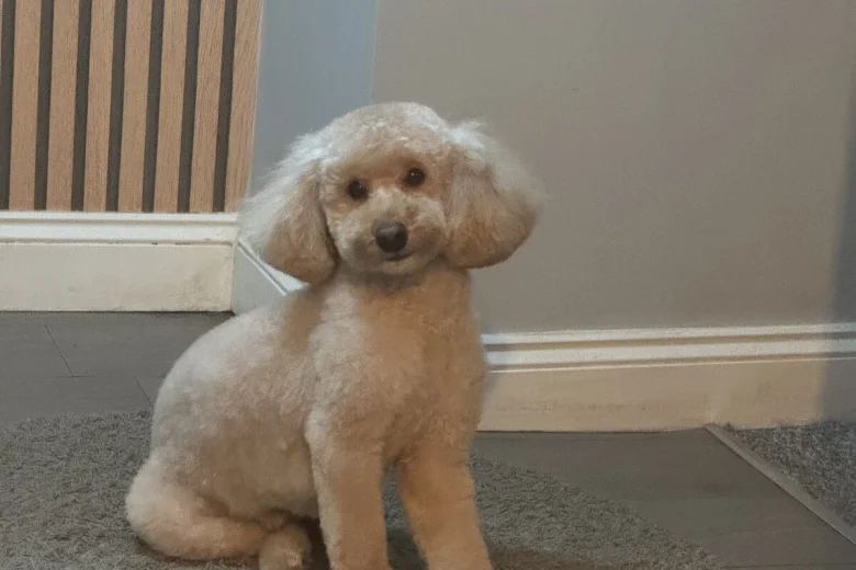 Toy Poodle