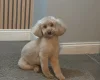 Toy Poodle
