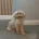 Toy Poodle