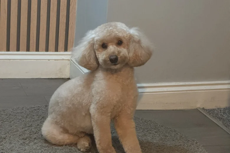 Toy Poodle