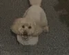 Toy Poodle
