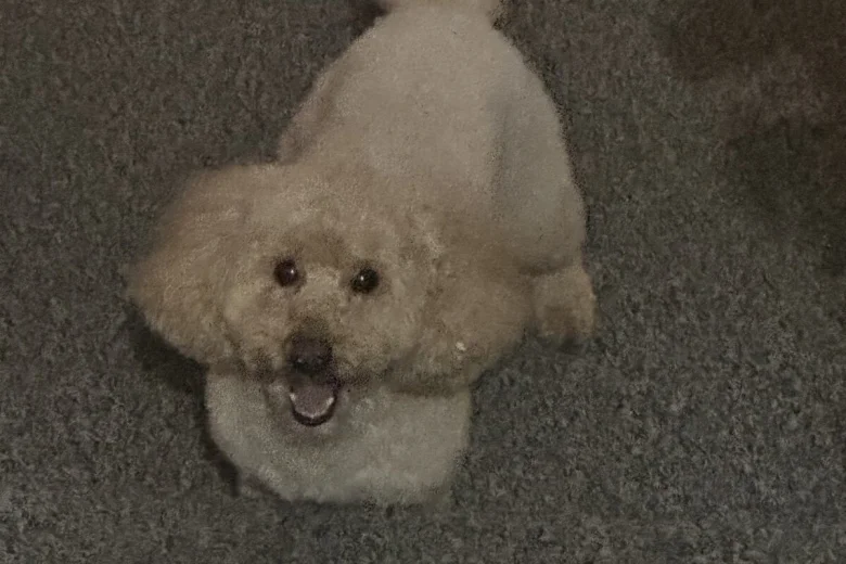 Toy Poodle