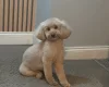Toy Poodle
