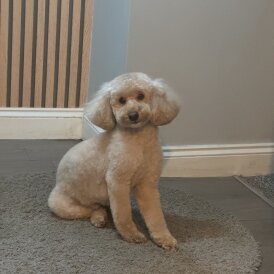 Toy Poodle