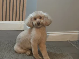 Toy Poodle
