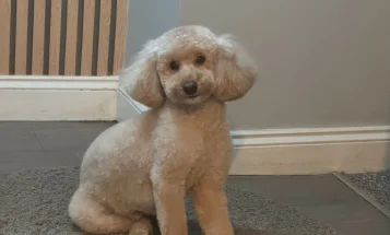 Toy Poodle