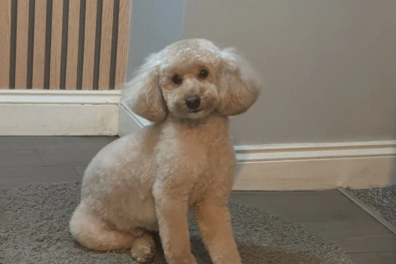 Toy Poodle