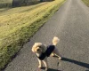 Toy Poodle