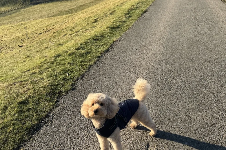 Toy Poodle