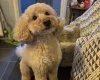 Toy Poodle