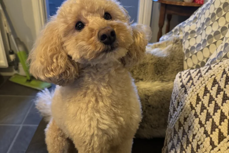 Toy Poodle