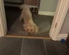 Toy Poodle