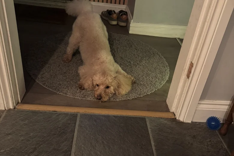 Toy Poodle