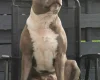 Staffordshire Bull Terrier