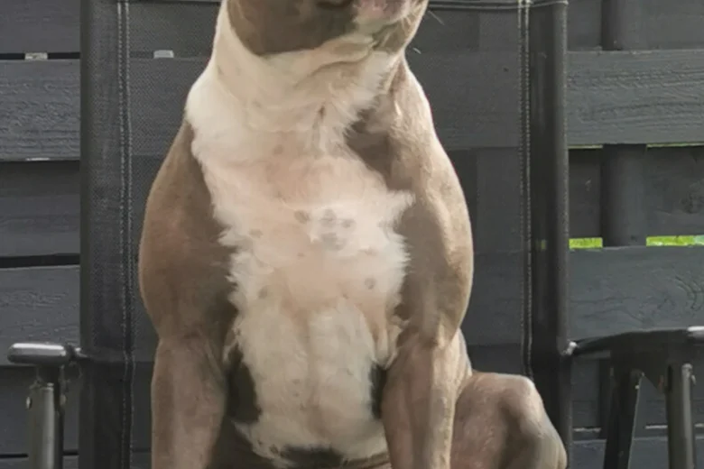 Staffordshire Bull Terrier