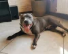 Staffordshire Bull Terrier