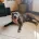 Staffordshire Bull Terrier