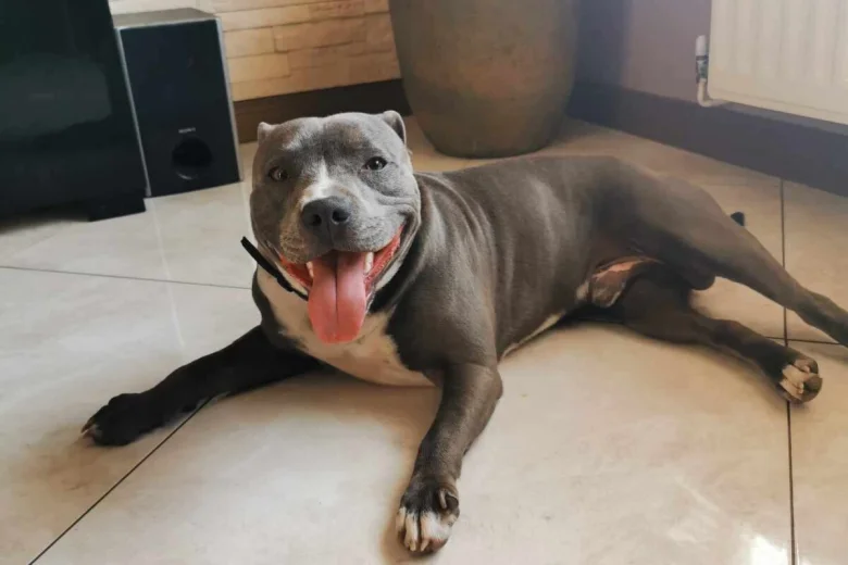 Staffordshire Bull Terrier