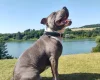 Staffordshire Bull Terrier