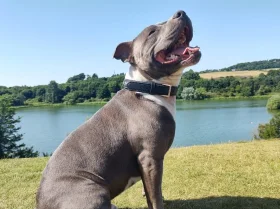 Staffordshire Bull Terrier