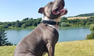Staffordshire Bull Terrier