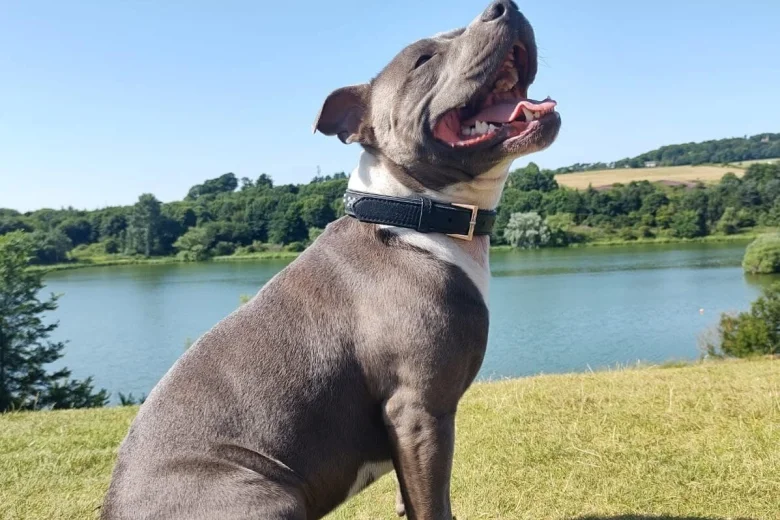Staffordshire Bull Terrier