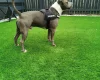 Staffordshire Bull Terrier