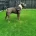 Staffordshire Bull Terrier