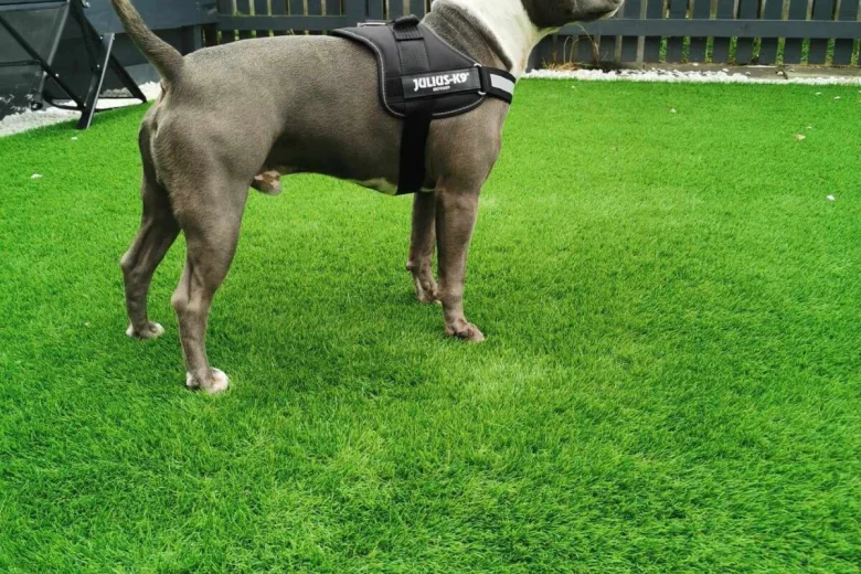 Staffordshire Bull Terrier