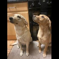 Labrador Retriever - Both