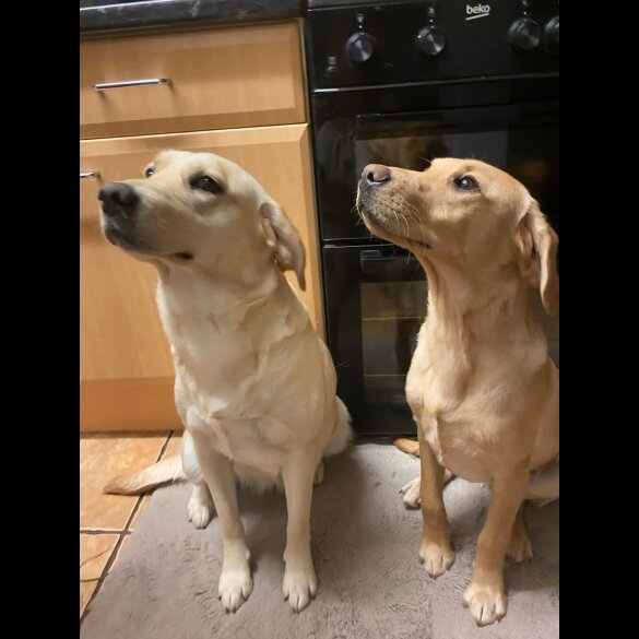 Labrador Retriever - Both