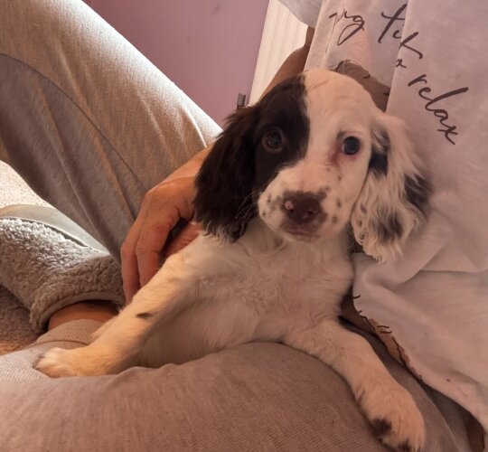 English Springer Spaniel