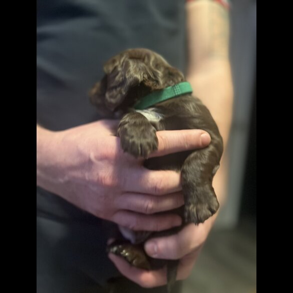 Sprocker Spaniel - Both