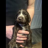 Sprocker Spaniel - Both