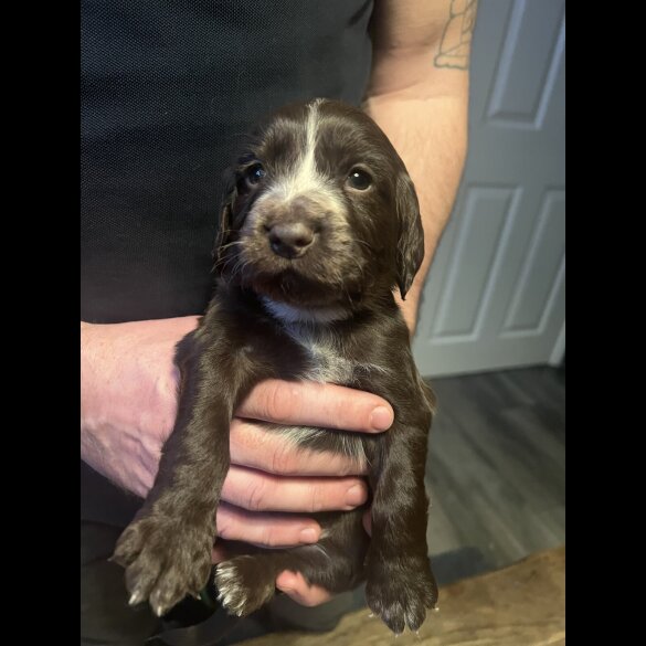 Sprocker Spaniel - Both