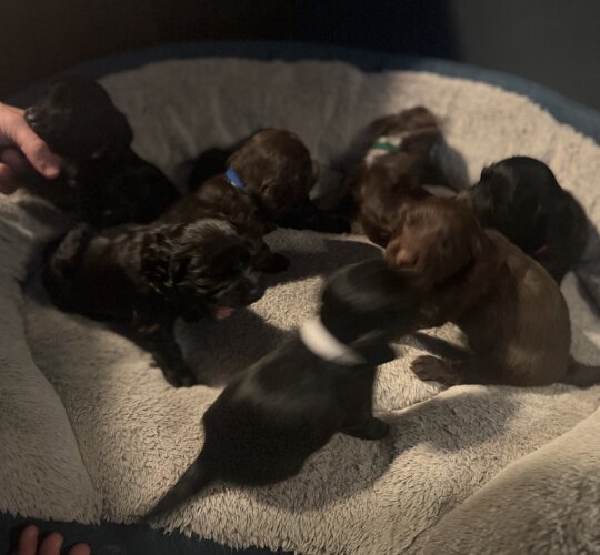 Sprocker Spaniel