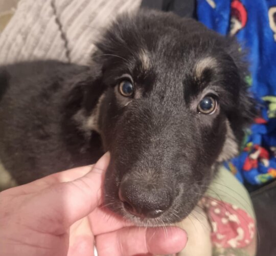 Border Collie