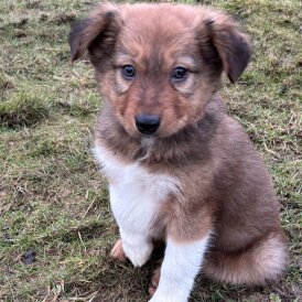 Border Collie - Dogs