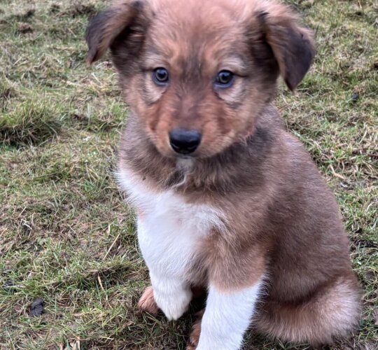 Border Collie