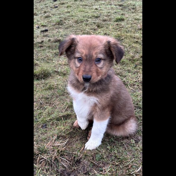 Border Collie - Dogs