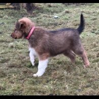 Border Collie - Dogs