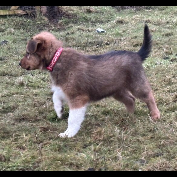 Border Collie - Dogs